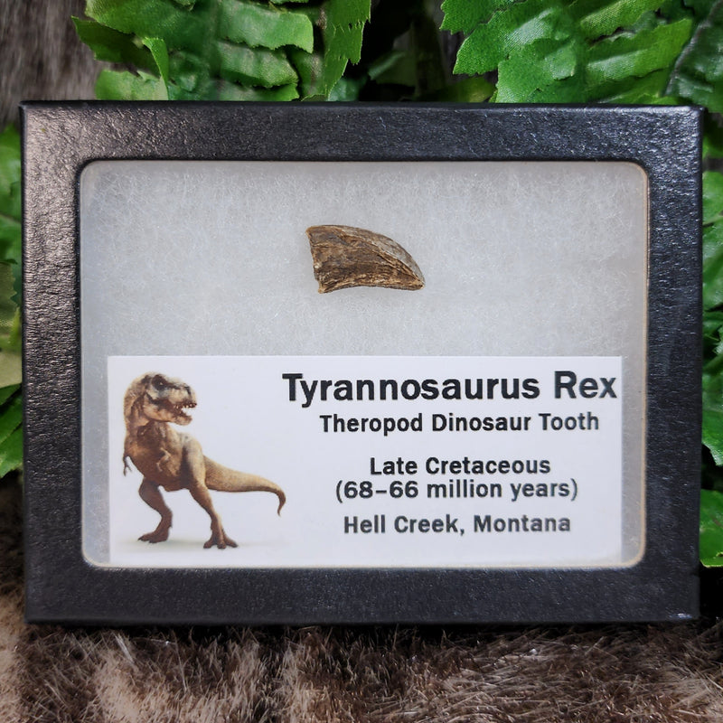 Tyrannosaurus Rex Tooth A (.75")