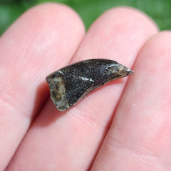 Tyrannosaurus Rex Tooth B (.65