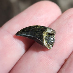 Tyrannosaurus Rex Tooth B (.65