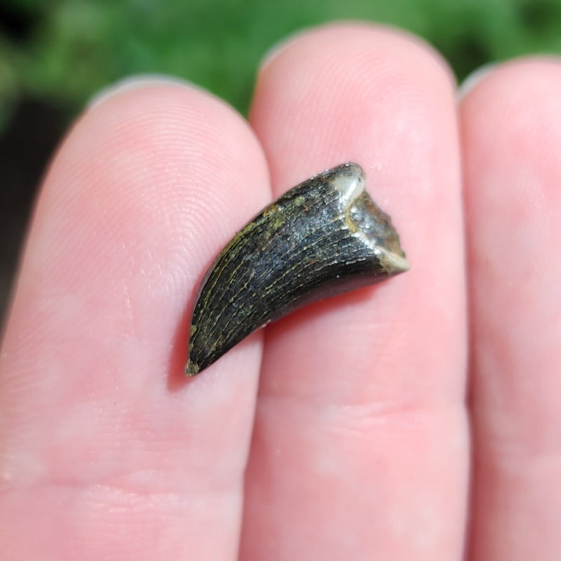 Tyrannosaurus Rex Tooth B (.65")