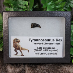 Tyrannosaurus Rex Tooth B (.65