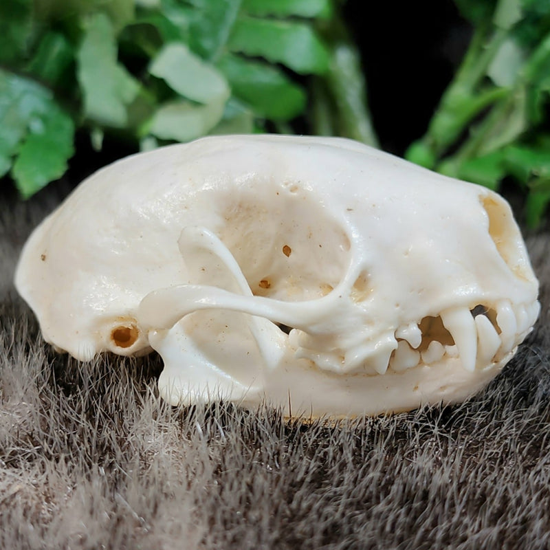 Striped Skunk Skull (Coated)