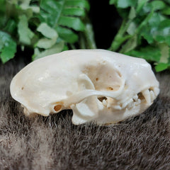 Striped Skunk Skull (Coated)