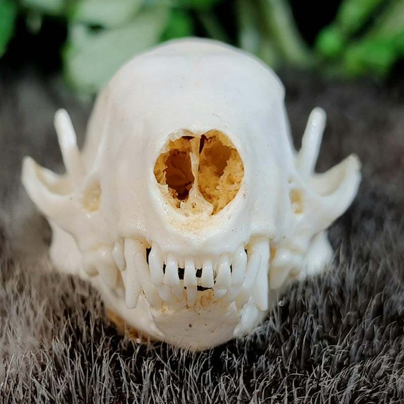 Striped Skunk Skull (Coated)