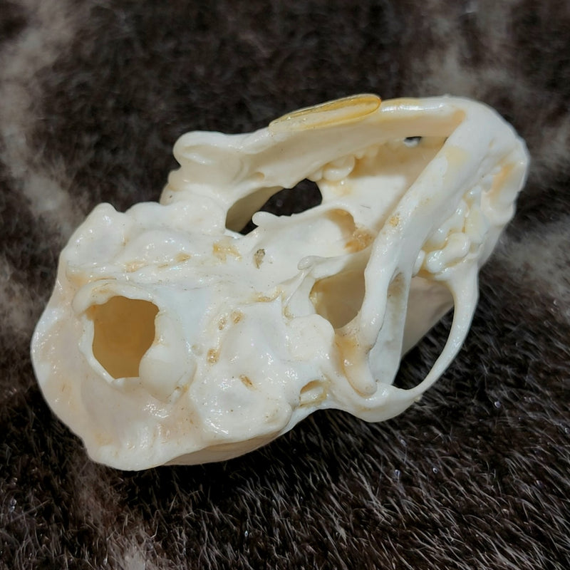 Striped Skunk Skull (Coated)