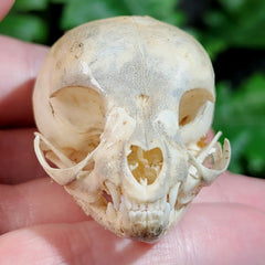 Kitten Skull (Coated)