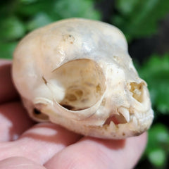 Kitten Skull (Coated)