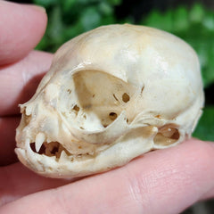 Kitten Skull (Coated)
