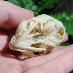 Kitten Skull (Coated)