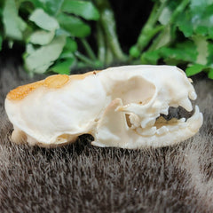 Mink Skull (B Grade), A