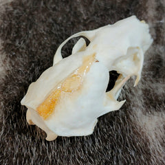 Mink Skull (B Grade), A