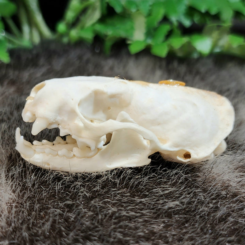 Mink Skull (B Grade), A