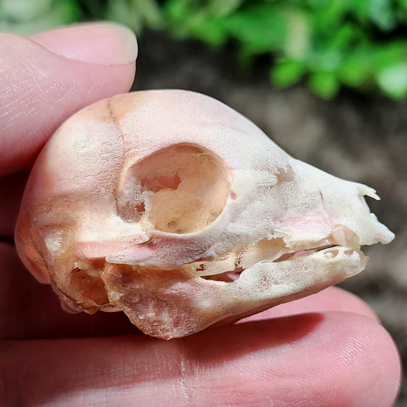 Domestic Pig Skull, Fetal C