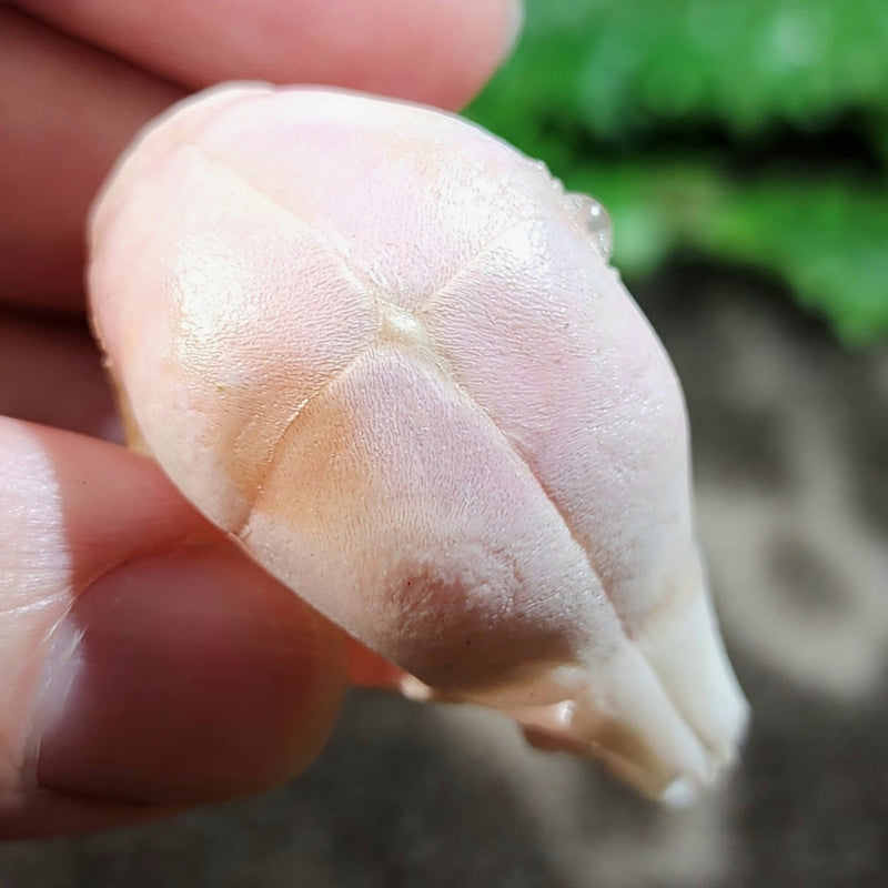 Domestic Pig Skull, Fetal C