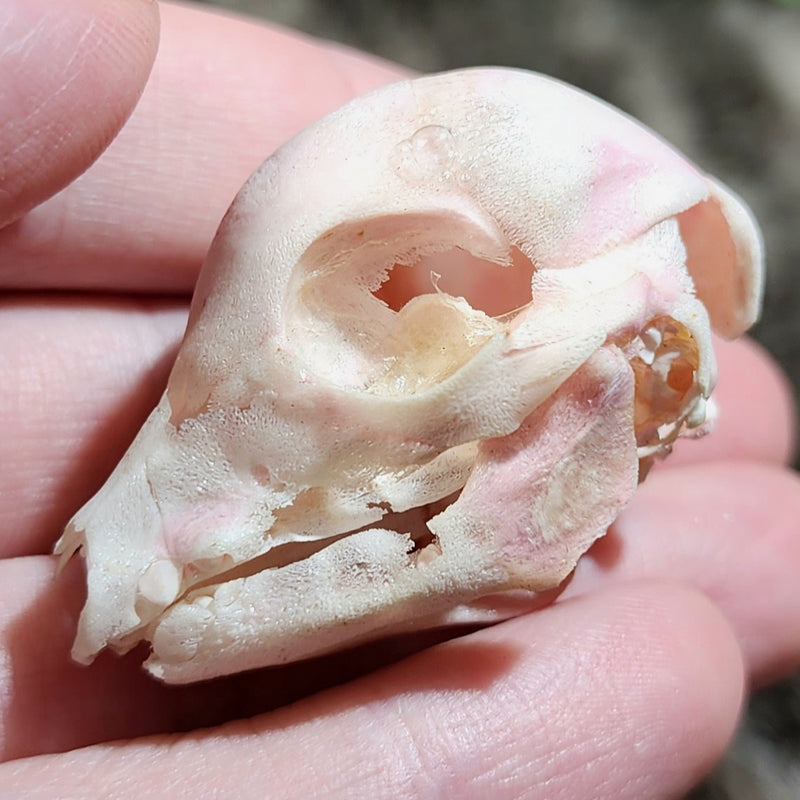 Domestic Pig Skull, Fetal C