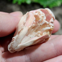Domestic Pig Skull, Fetal C