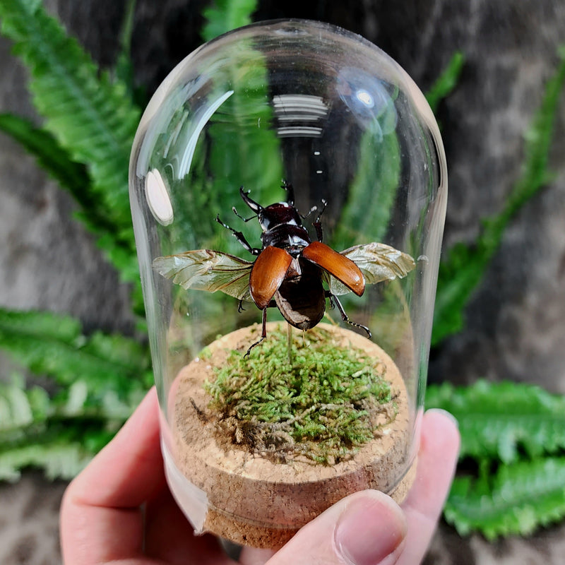 Stag Beetle Flying Diorama