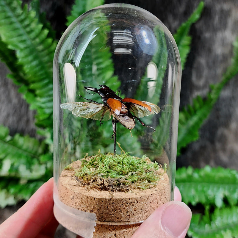 Stag Beetle Flying Diorama
