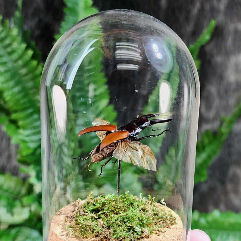 Stag Beetle Flying Diorama