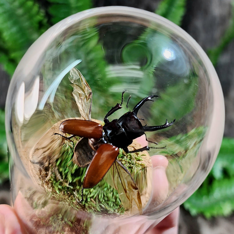 Stag Beetle Flying Diorama