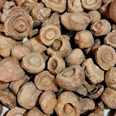 Stromatolites, Morocco (1