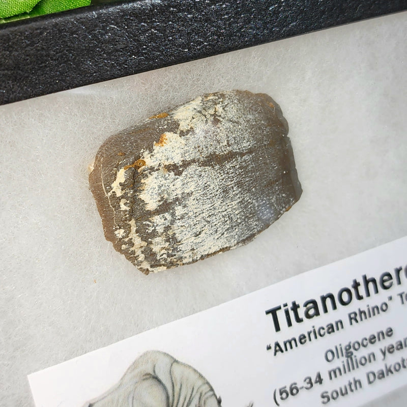 American Rhino Fossil Tooth (Titanothere), A