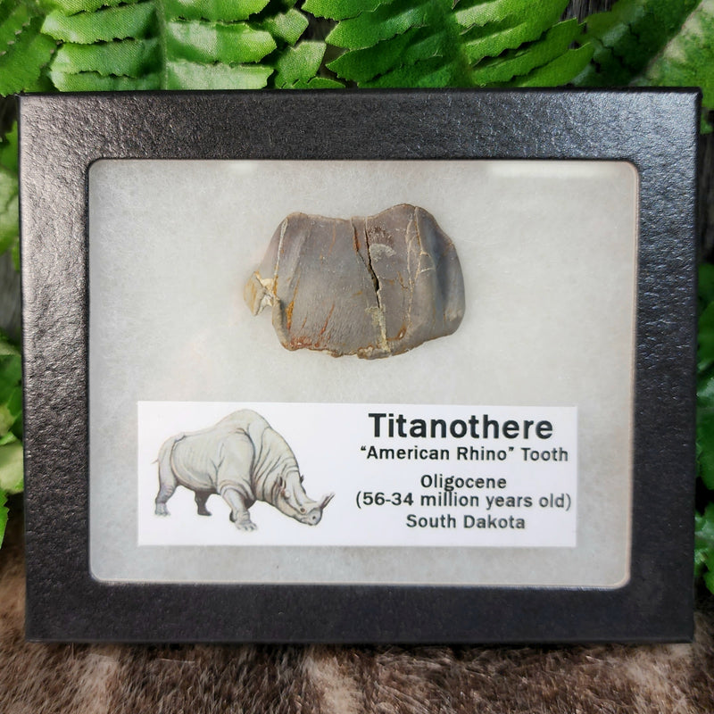 American Rhino Fossil Tooth (Titanothere), B