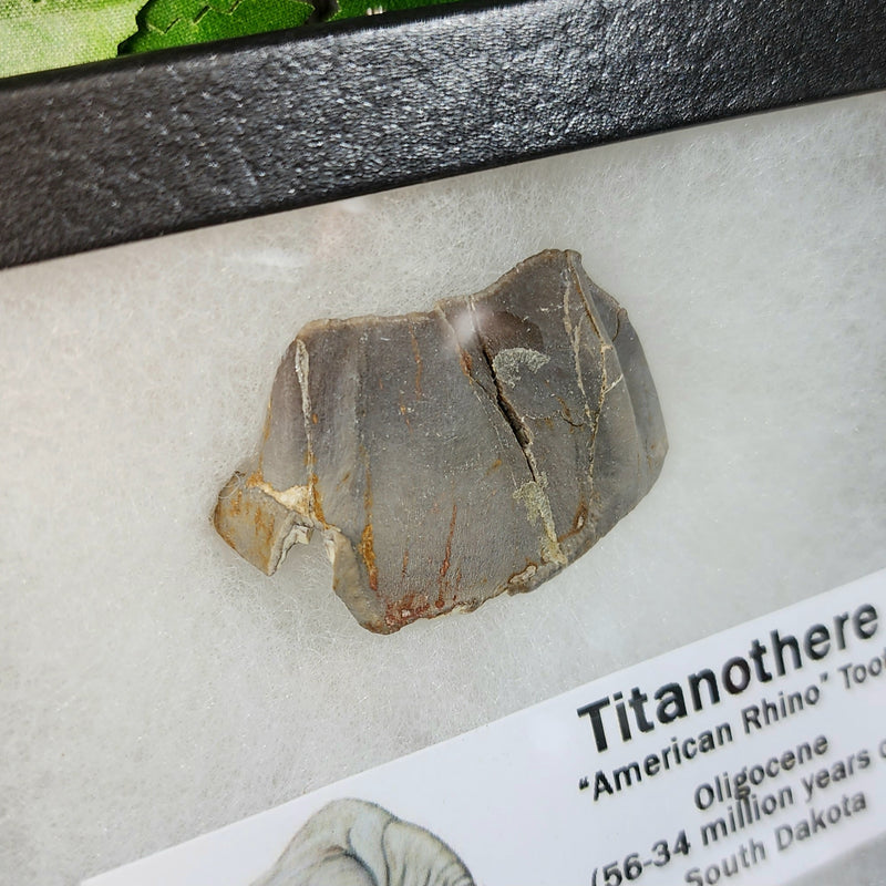 American Rhino Fossil Tooth (Titanothere), B