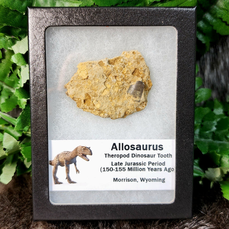 Allosaurus Dinosaur Tooth, A