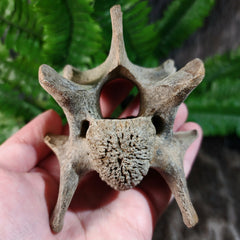 Bison Fossil Vertebrae A