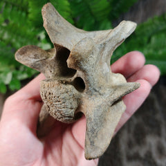 Bison Fossil Vertebrae A