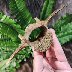 Bison Fossil Vertebrae B