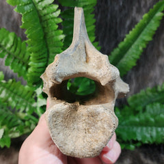 Bison Fossil Vertebrae C