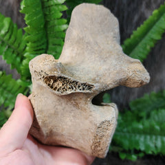 Bison Fossil Vertebrae C