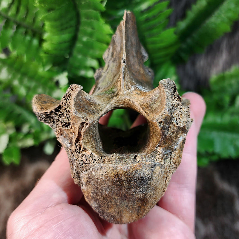 Bison Fossil Vertebrae E