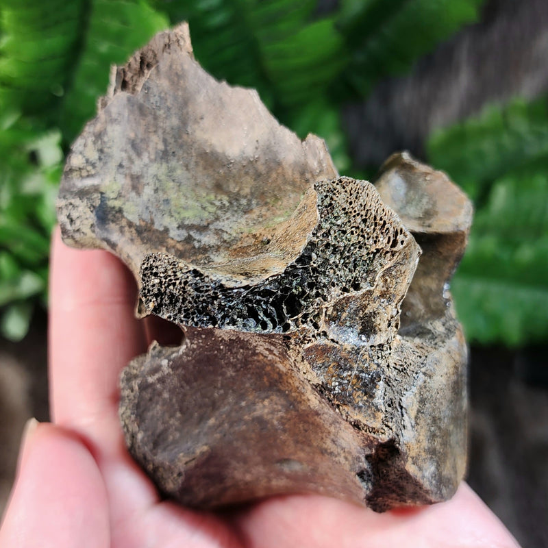 Bison Fossil Vertebrae E