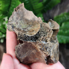 Bison Fossil Vertebrae E