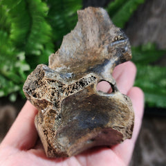 Bison Fossil Vertebrae E