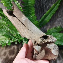 Bison Fossil Vertebrae F