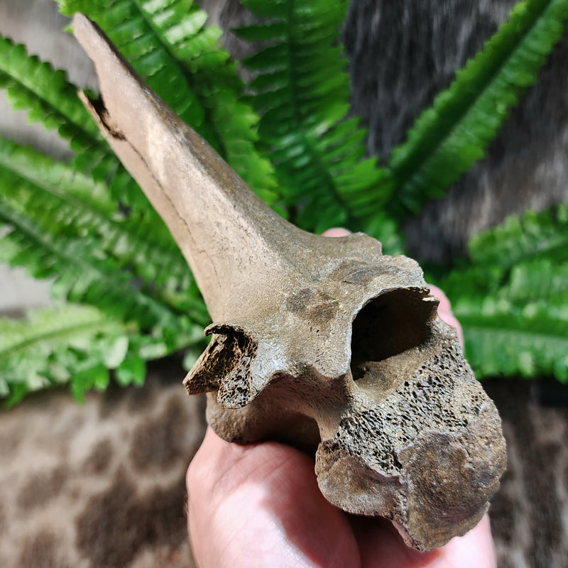 Bison Fossil Vertebrae F