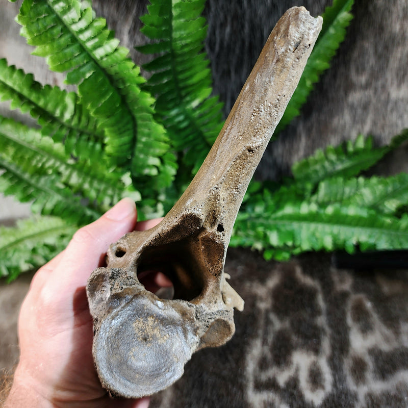 Bison Fossil Vertebrae F