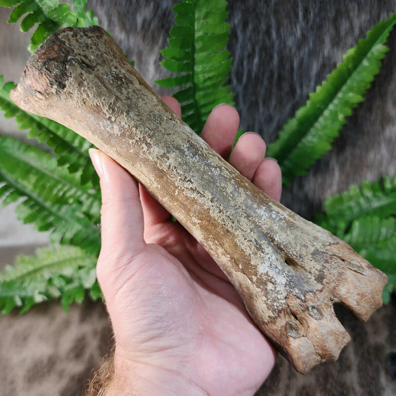 Bison Fossil Leg Bone B