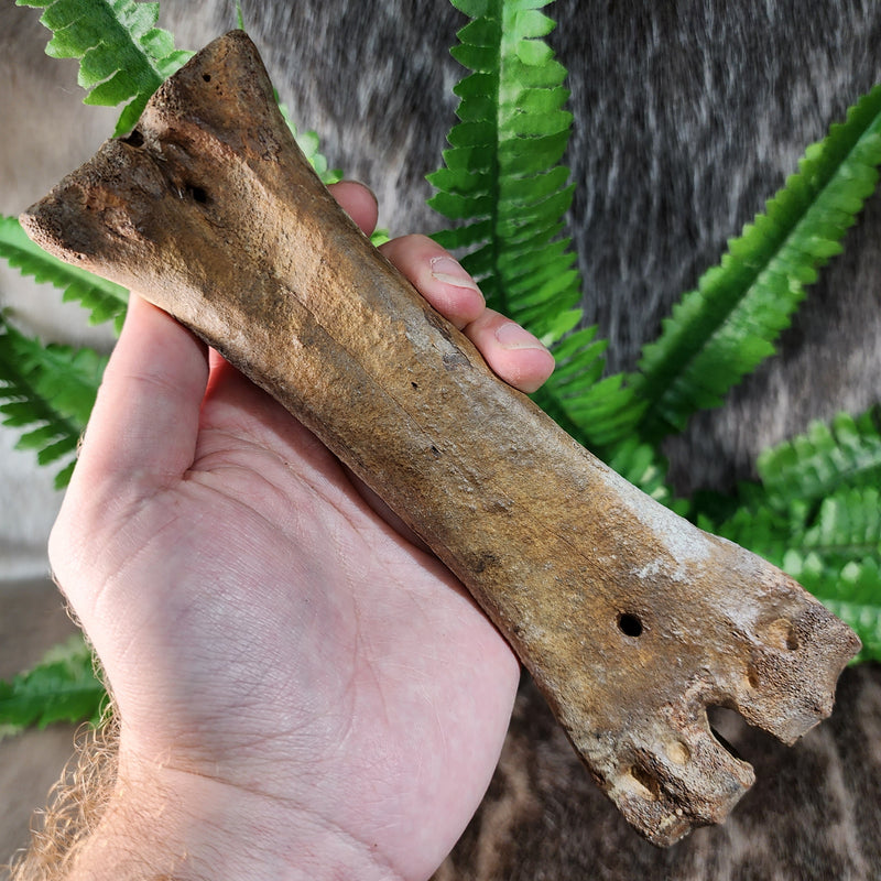 Bison Fossil Leg Bone B