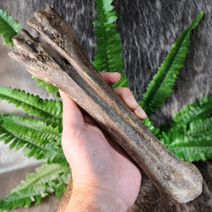 Bison Fossil Leg Bone C