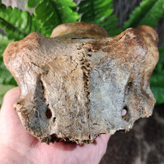 Deer Fossil Skull