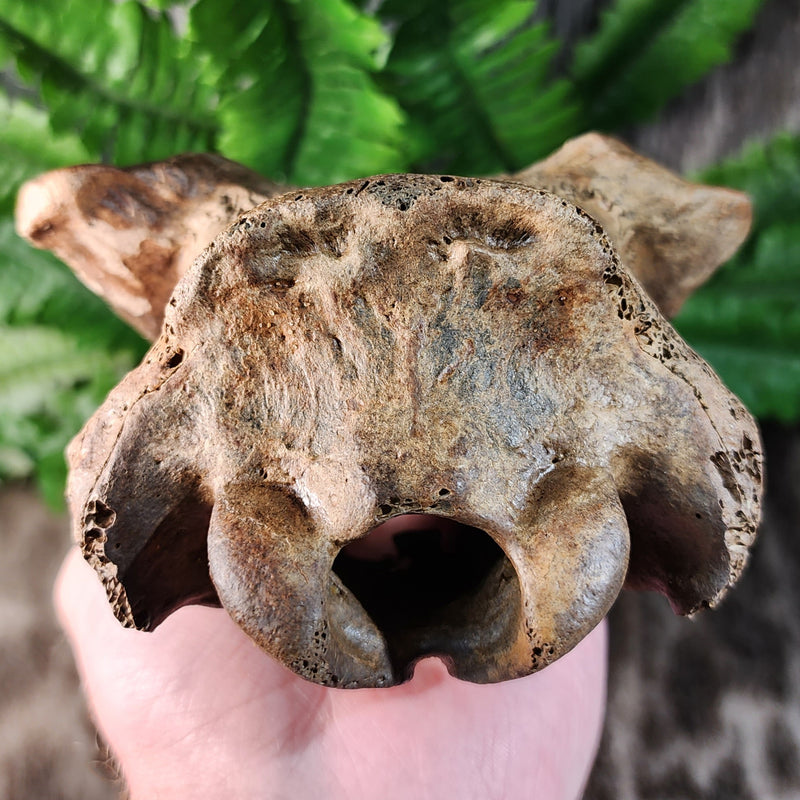 Deer Fossil Skull