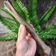 Bison Fossil Leg Bone D