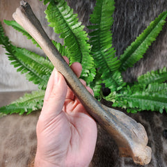Bison Fossil Leg Bone D