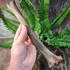 Bison Fossil Leg Bone D