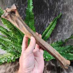 Bison Fossil Leg Bone E